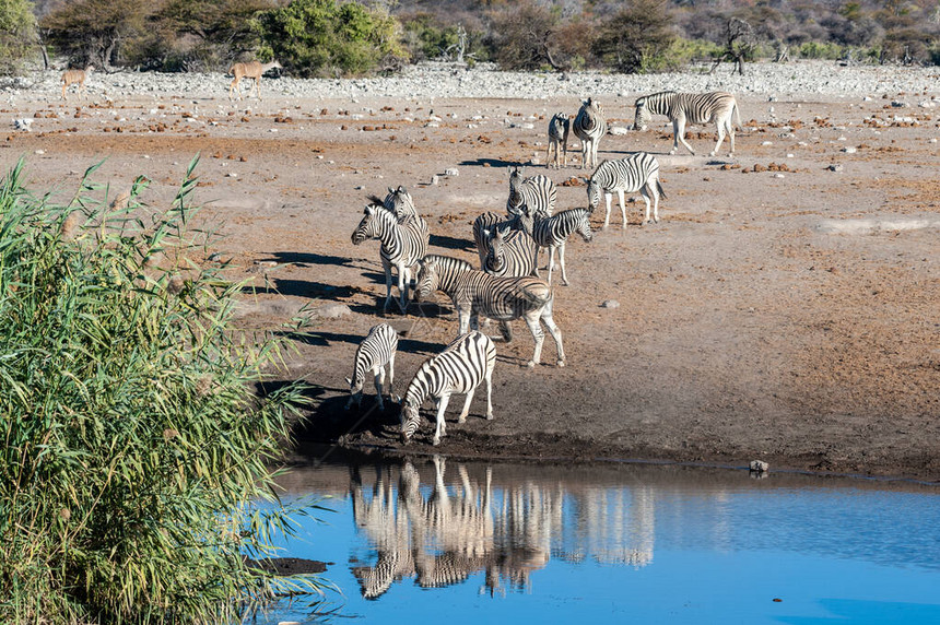 一群来自纳米比亚Etosha公园水坑的Burchells平原斑马Equusquoggaburch图片