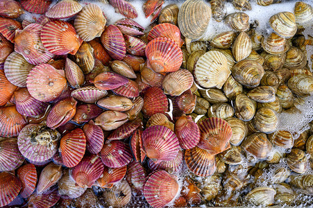 各种贝壳鱼海产鲜浸泡在餐图片