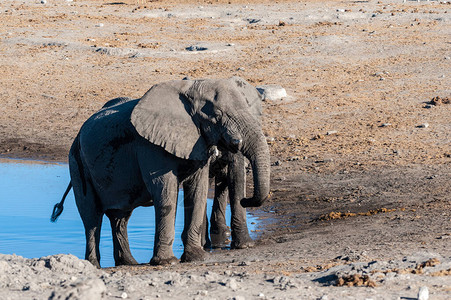 两只非洲雄大象LoxodontaAfricaa在靠近一图片