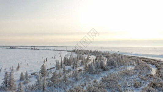 森林苔原的冬季景观图片