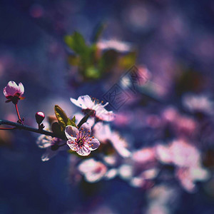 春天背景美丽多彩盛开的春天树日本樱花樱花自然背景旧手图片