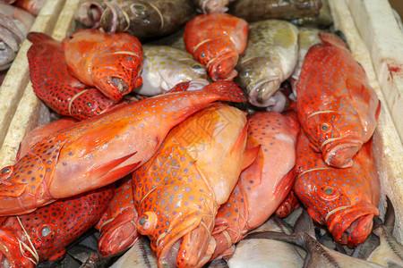 金巴兰鱼市的冰鲜海在金巴兰鱼市出售的鲜鱼红石斑鱼在PasarIkanKedonganan出售的红色鲜鱼传统市场背景图片
