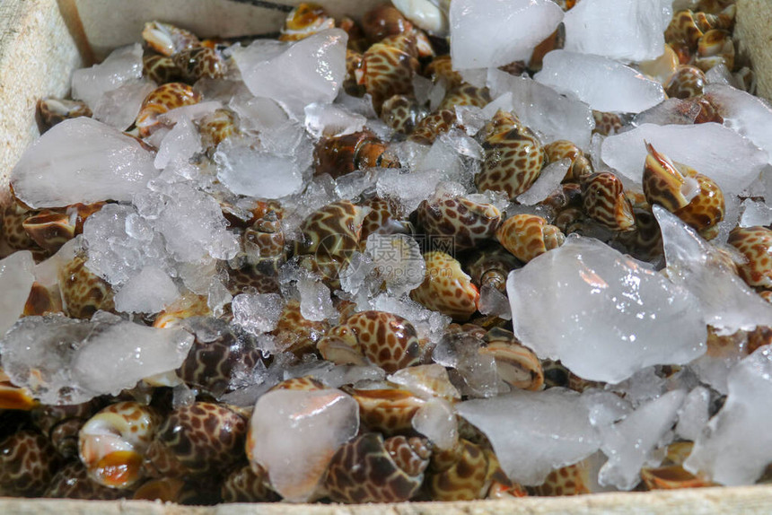 在印度尼西亚巴厘岛金巴兰的旅游景点当地市场上出售新鲜的海鲜鱼美味的贝壳在当地市场PasarIkanKedonganan图片