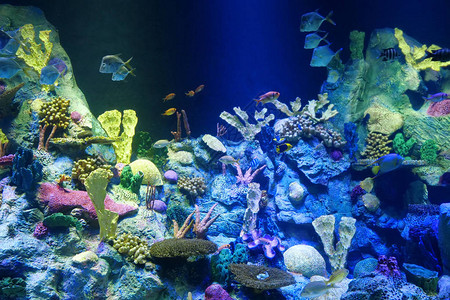 大水族馆有彩色珊背景图片