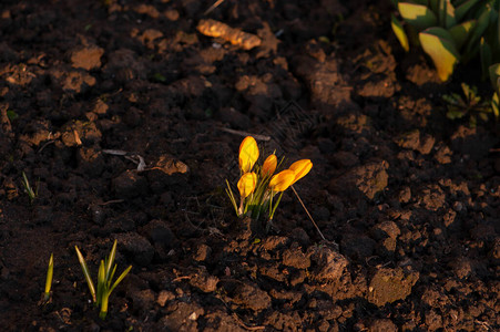 荷兰黄色番红花特写报春花开番红花地上的番红花春天图片