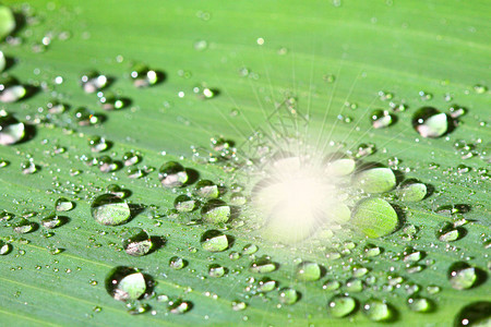 大雨落到花园里的绿色大叶上图片