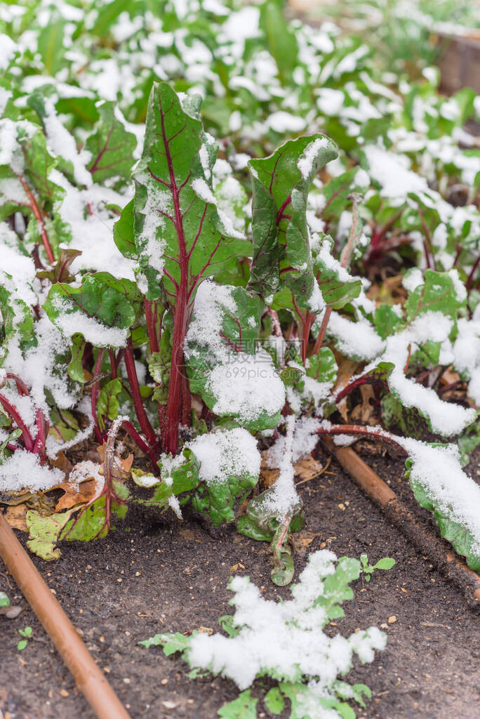 瑞士甜菜生长在美国德克萨斯州达拉斯附近积雪覆盖的带灌溉系统的高床上图片