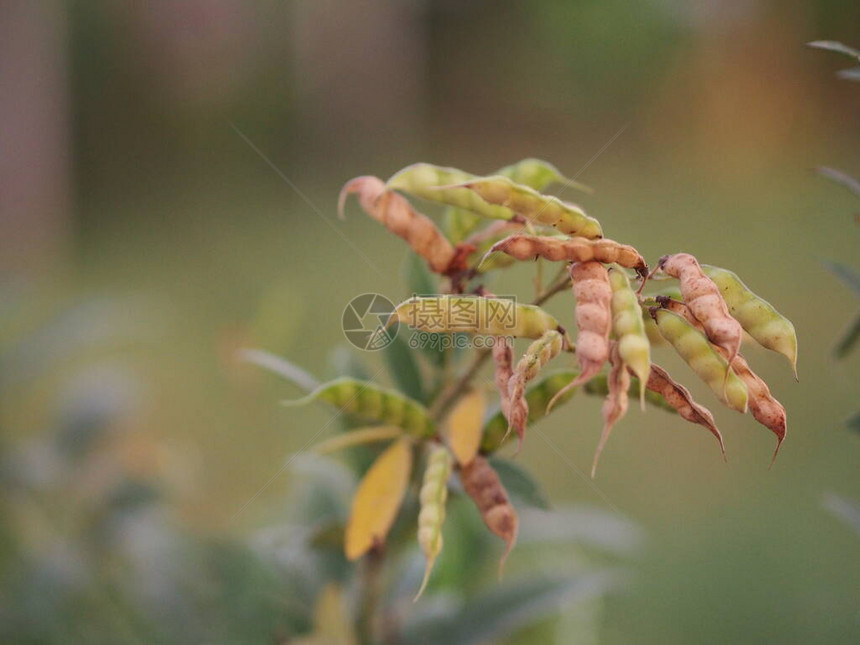 属于豆科或Kadios名称豆荚是扁平的当幼豆荚呈绿色时图片