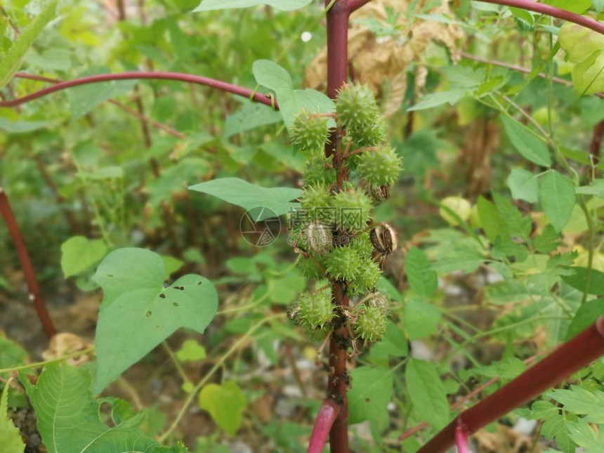 蓖麻植物的图像图片