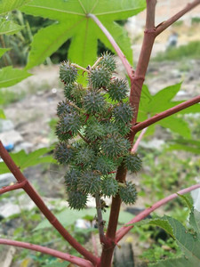 蓖麻植物的图像图片