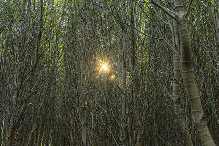 红树林中的阳光模糊背图片