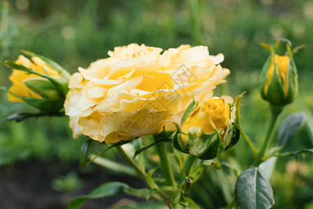 有选择地关注黄玫瑰花夏天在花园里紧闭图片