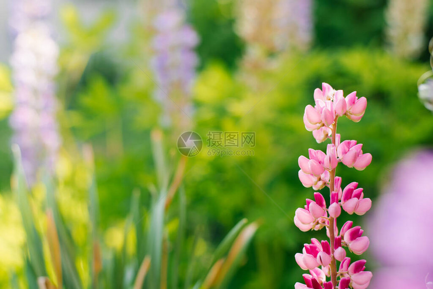 夏天花园里有粉红花有选择的焦图片