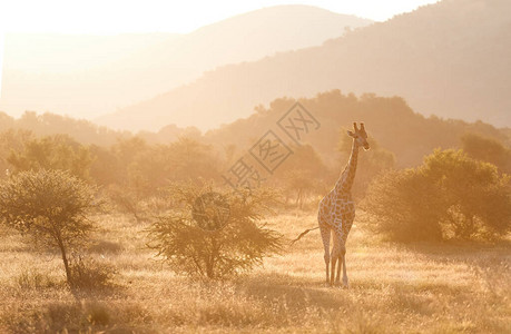 色彩鲜艳非洲野生动物风光旅行的匹兰斯堡国图片
