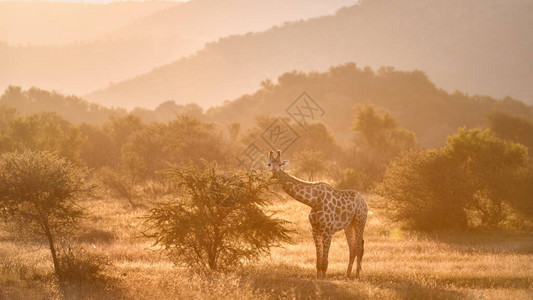 色彩鲜艳非洲野生动物风光旅行的匹兰斯堡国背景图片