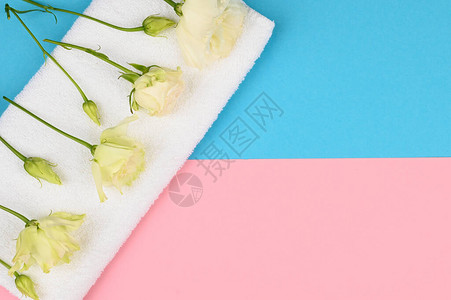 白色毛巾上的玫瑰粉蓝色背景上开放和封闭的芽图片