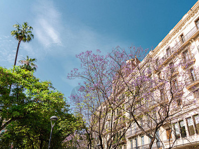 西班牙巴塞罗那市中心紫色鲜花树PurderationFlow图片