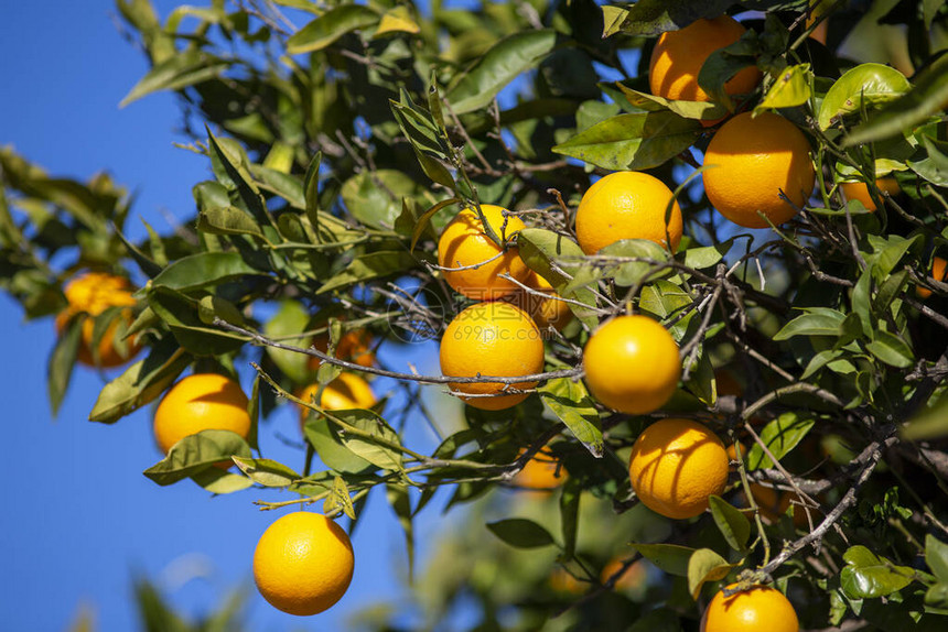 美味的橙子挂在一棵橙树上图片
