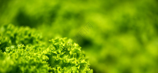 在温室纯生态农业中种植沙拉背景图片