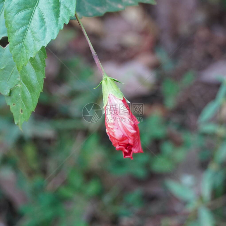 花园中的国芙蓉花蕾图片