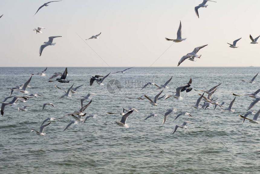 海鸥和鸽子在海滩的海滨阳图片