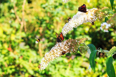 荷兰夏季LilacBuddlejadavidii的欧洲孔雀Inach图片