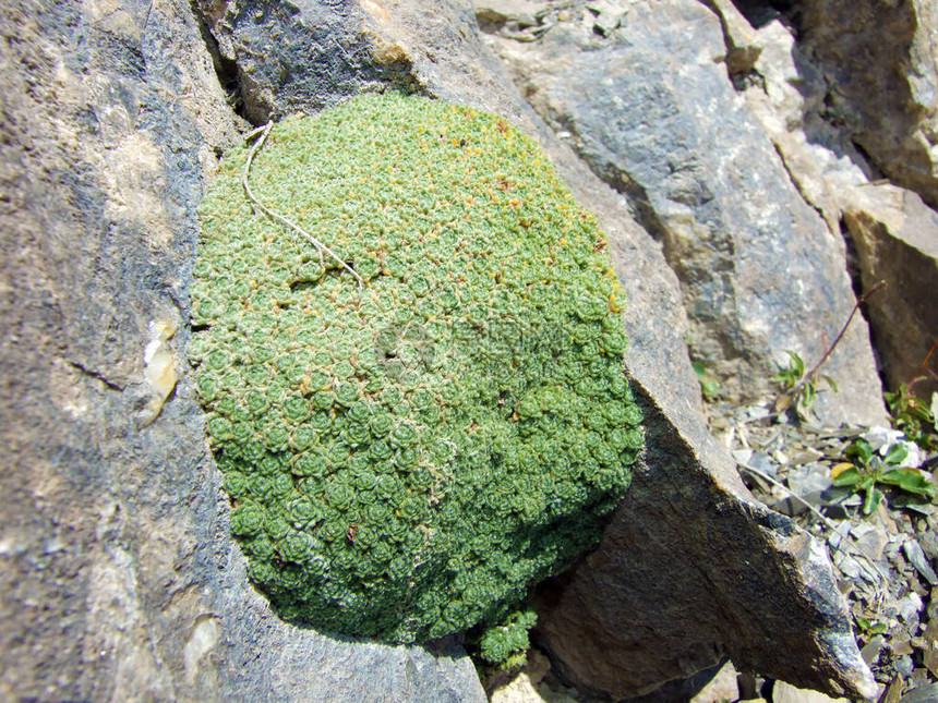 在气候恶劣冬季漫长的山峰陡峭岩悬崖上典型高山植被图片