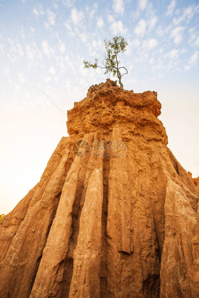 神奇的一棵小树在砂岩柱上挣扎求生图片