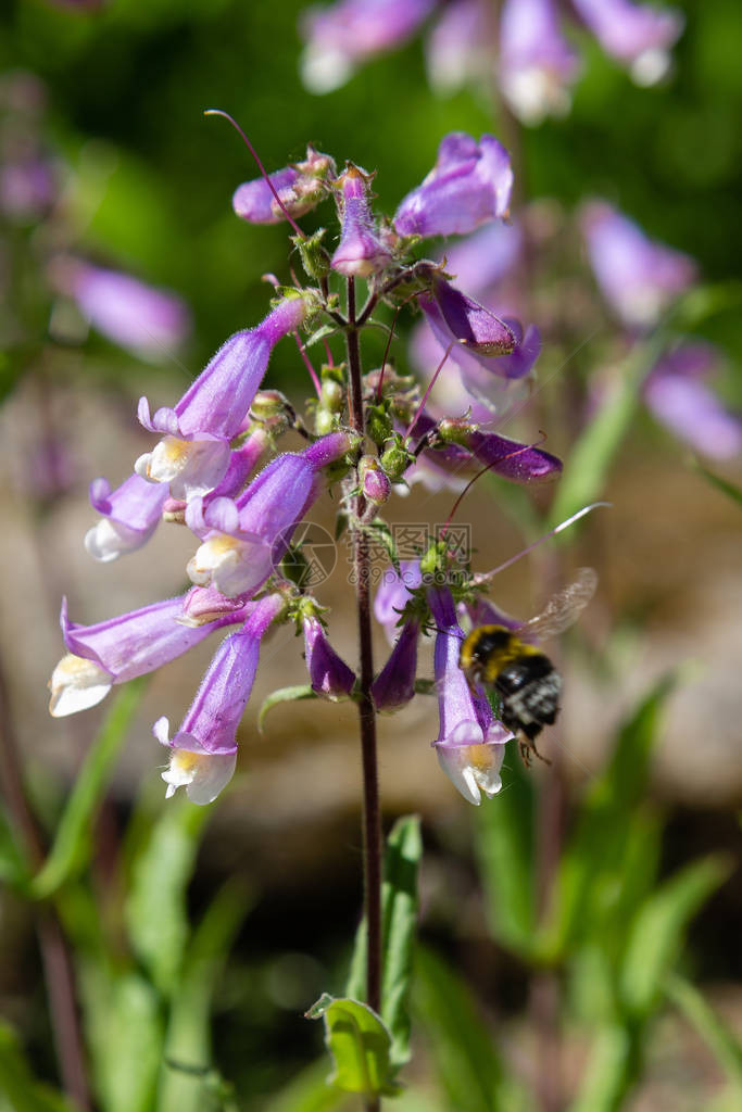 蜜蜂在多毛茯苓花上采集花蜜花园图片