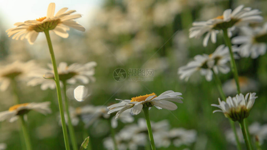 雏菊的白色花朵映衬着天空图片