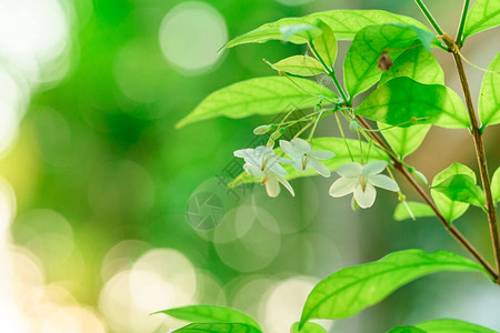 白花照片有日落光图片