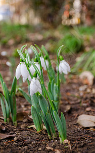 白花和精细的雪花在自然背景中初春有图片