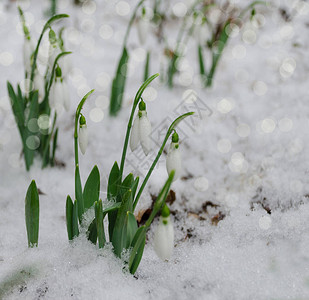 白色和微妙的雪花在雪中春初有背景图片