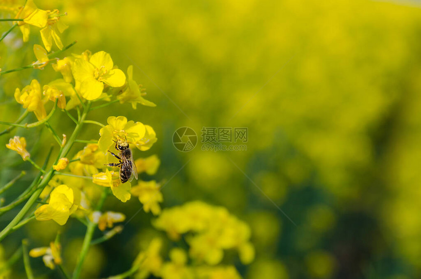 春天盛开的油菜花田满是花粉的蜜蜂图片