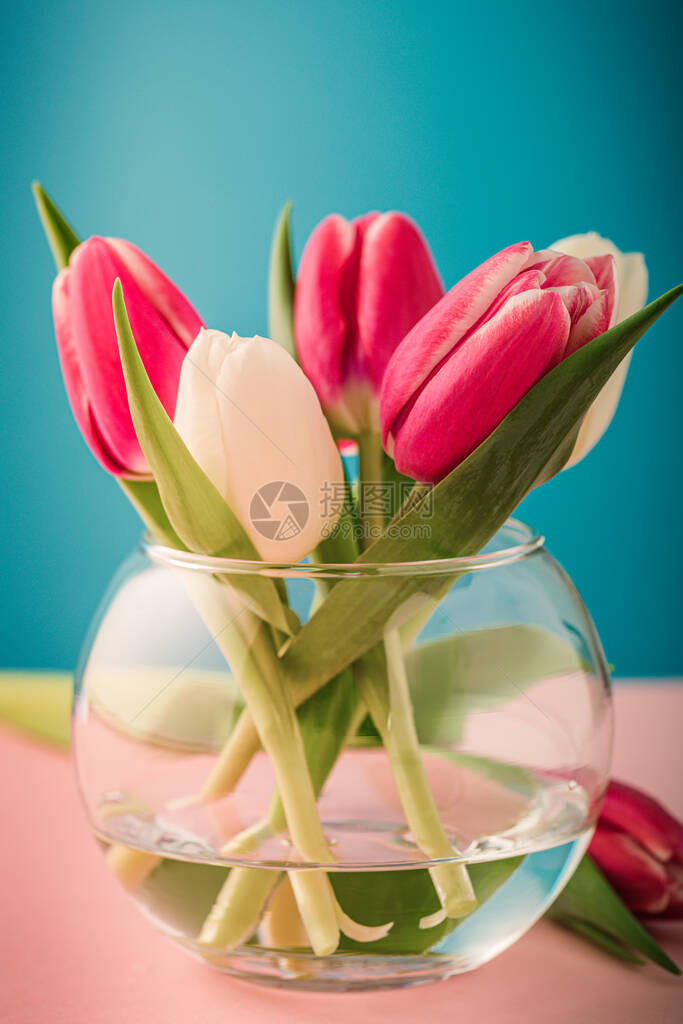 蓝色背景上的玻璃花瓶中的粉色和白色郁金香女人节的礼物贺图片