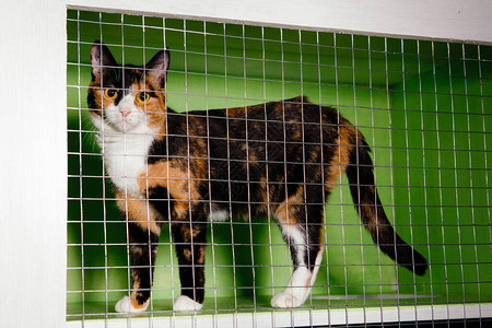 三色猫锁在一个笼子里绿色背景图片