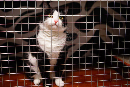 黄眼的黑猫锁在笼子里图片