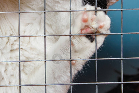 黑白猫为动物托儿所的笼子抓着爪子图片