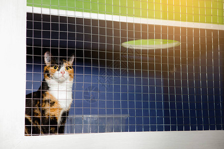 三色猫锁在笼子里在图片