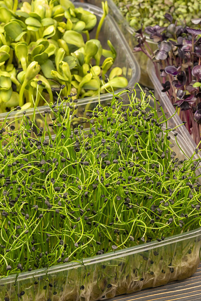 Microgreen香洋葱Jusai特写的Microgreen在家里种植有益健康的食物香洋葱特写的超级食物在家里种植有益健康的食图片