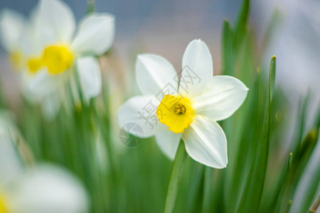 春天盛开的水仙花选择聚焦图片
