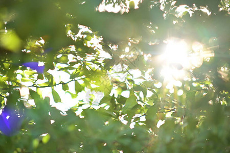 清晨美丽的阳光透过绿树照射图片