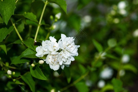 亮白鲜花图片