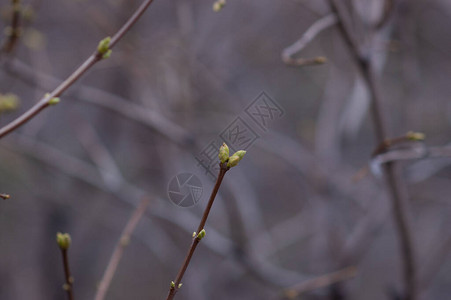 三月树枝上的芽图片