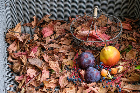 柳条金属篮梨紫李子百香果野葡萄普罗旺斯花园家具上的干葡萄叶图片