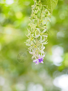 砂纸藤紫色花环花束紫色的五瓣花束图片