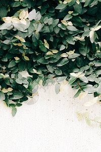 绿色常春藤的自然背景图片