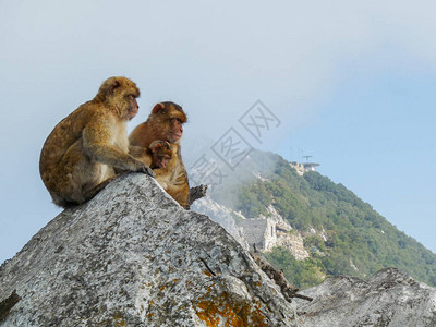来自直布罗陀岩石的猿类家庭母亲和父亲正在照顾他们的婴儿图片