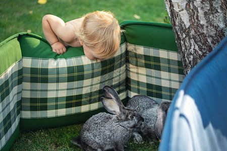 可爱好奇的白种人金发蹒跚学步的男孩为兔子做垫栅栏图片