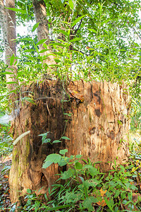 泰国北部热带森林中的老柚木树桩图片